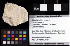 Foto (Objket + Etiketten) von Goniodromites sp. 